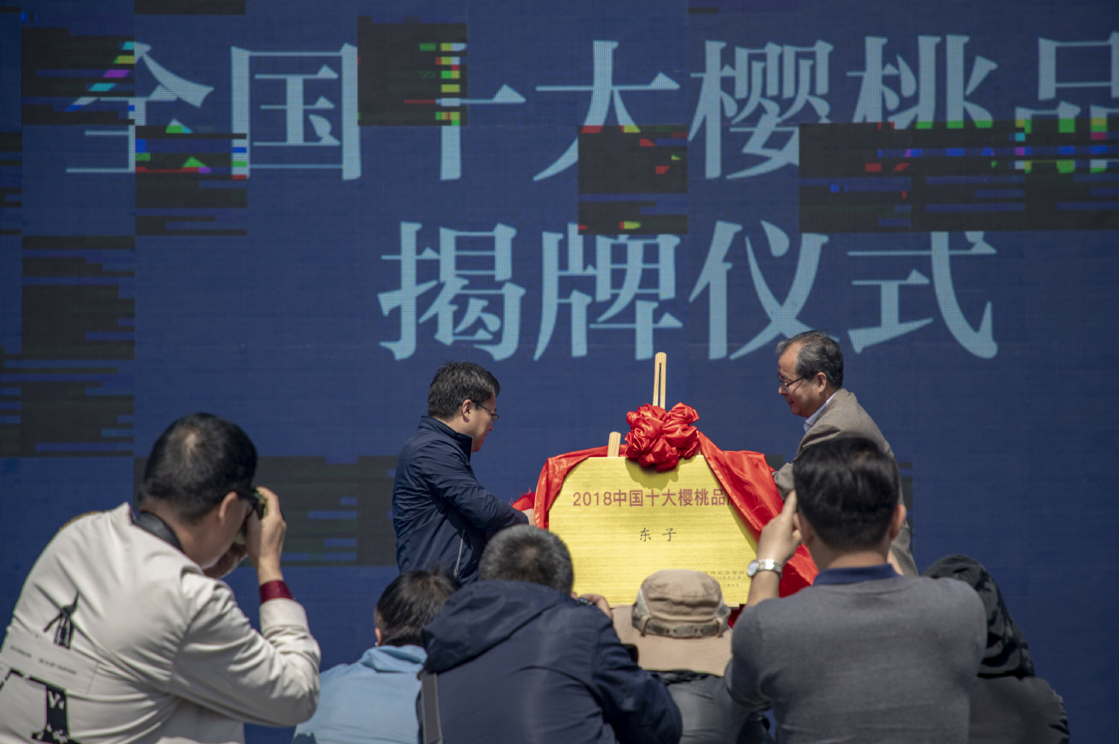 2019灞桥樱桃采摘文化旅游节启幕 樱桃红了只等你来