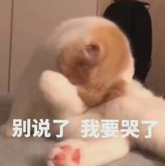 宠物卖萌委屈表情包:玩个球!