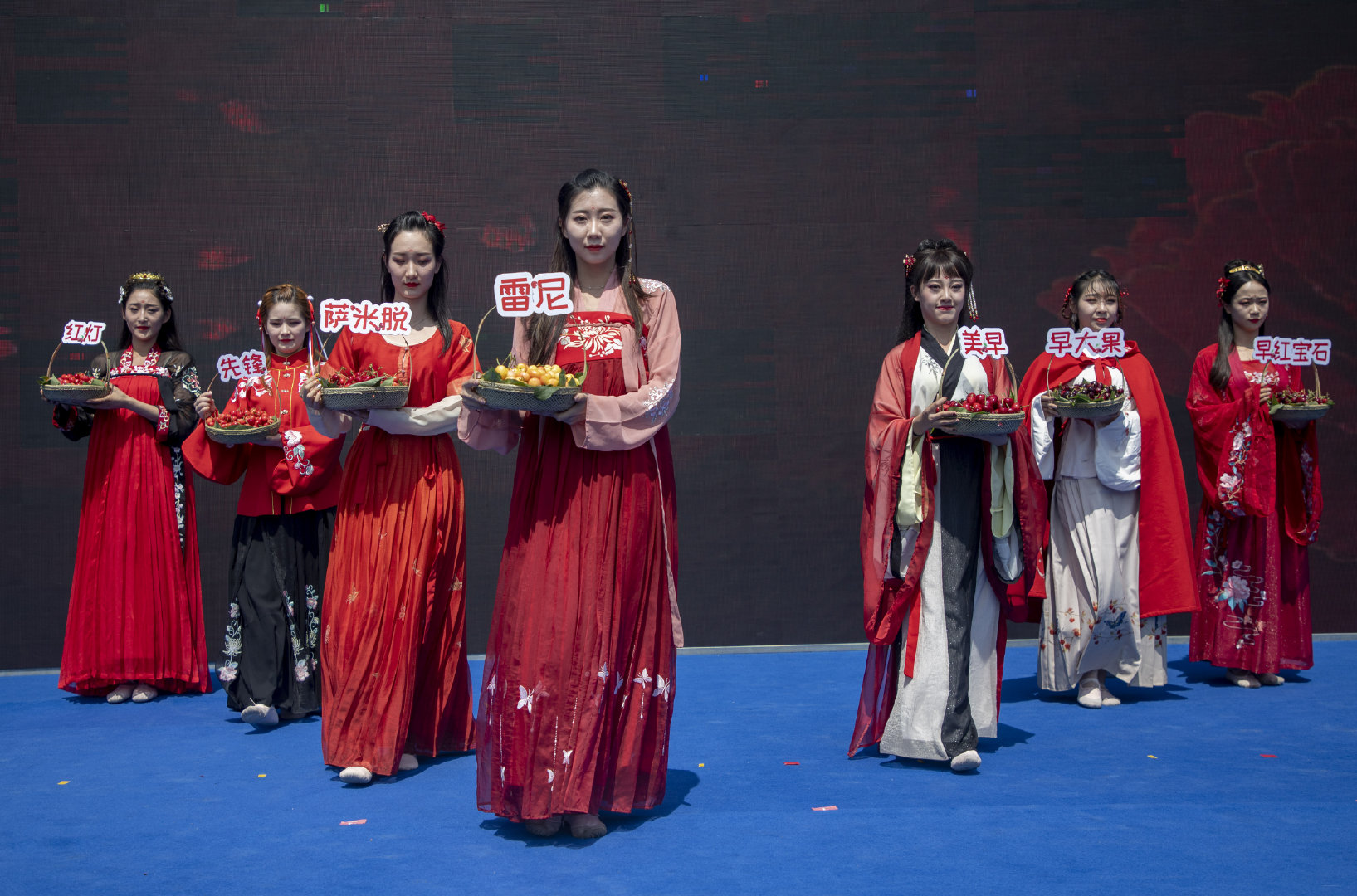 2019灞桥樱桃采摘文化旅游节启幕 樱桃红了只等你来