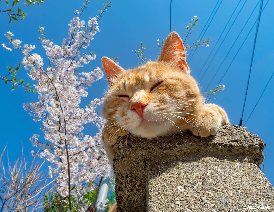 日本猫岛上大佬们的悠闲时光(ins: simabossneko)