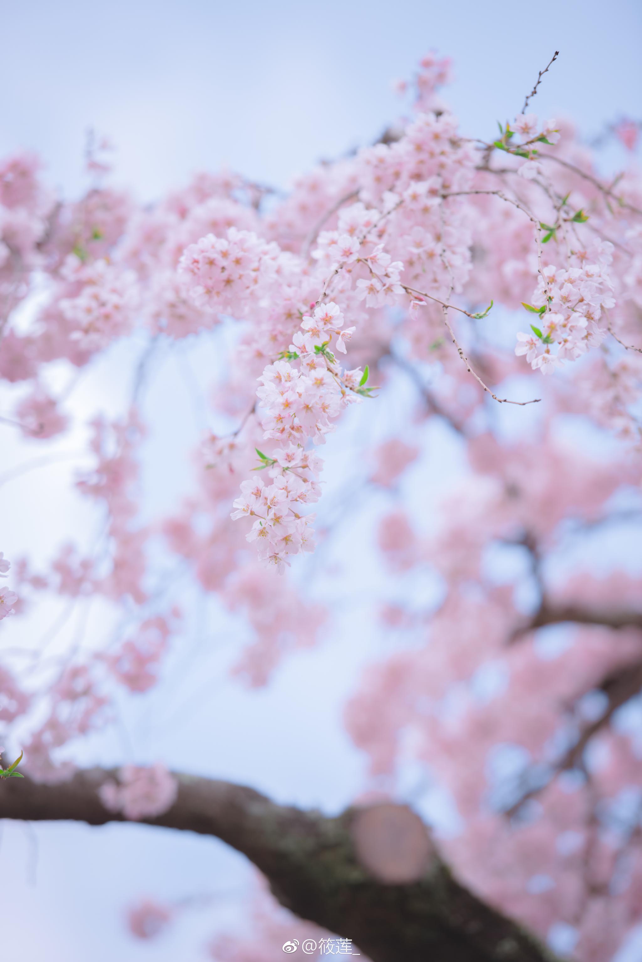 冰室神社，国立博物馆