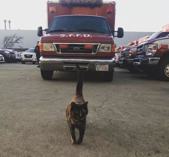 消防局的猫遭匿名投诉,消防员联合写信替它求