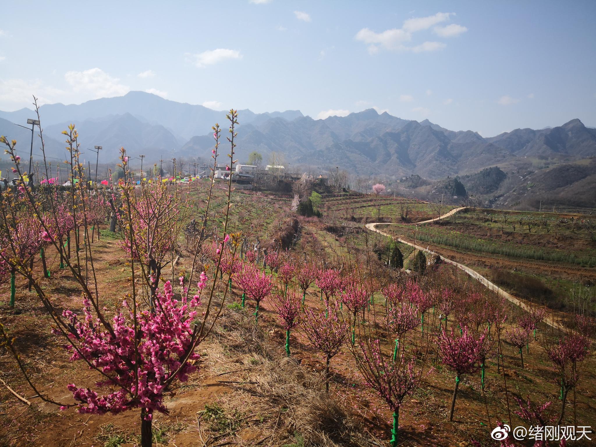 绪刚说事:千亩红梅开启周至乡村旅游季