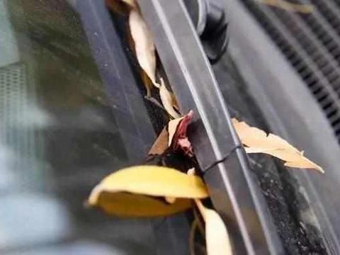 汽车雨刮器没有水，该怎么加水，可以自己加吗？