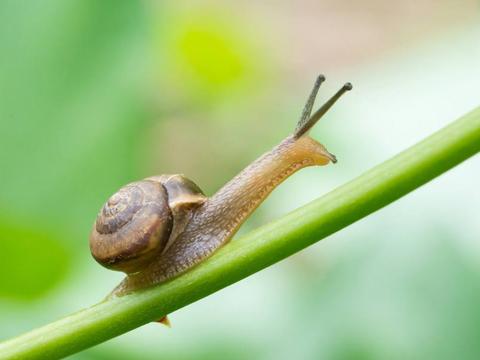 一空说玉：你还认为玉雕蜗牛寓意简单吗？
