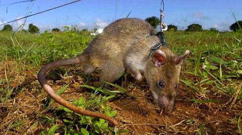 世界上最大的老鼠!被誉为英雄鼠,每年可以拯救上千人生命!