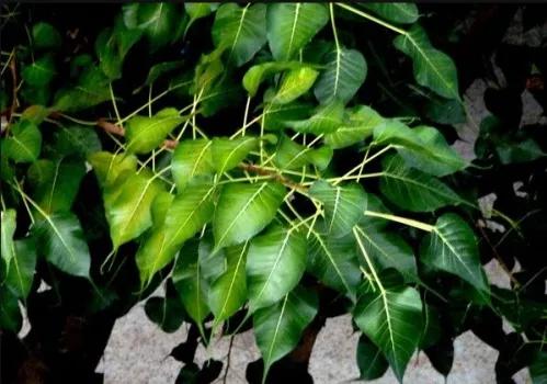 菩提树的养殖方法:两年需换盆一次