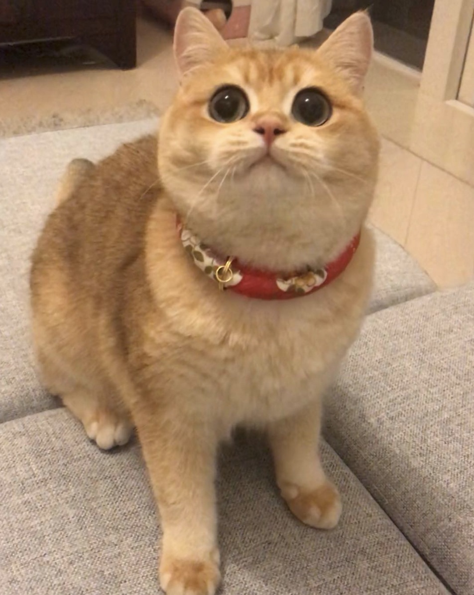 英国短毛猫中金渐层和银渐层哪种好?