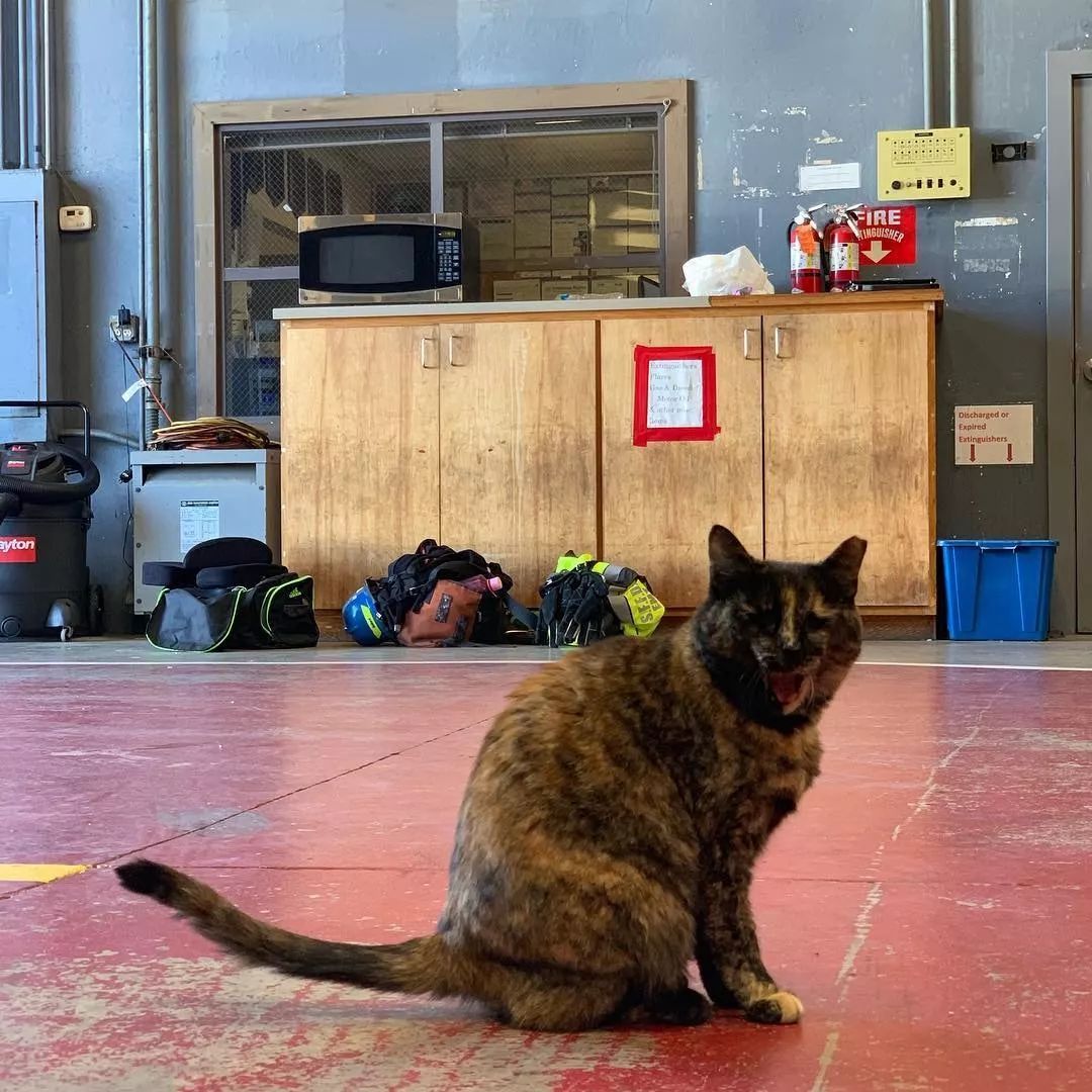 消防局的猫遭匿名投诉,消防员联合写信替它求