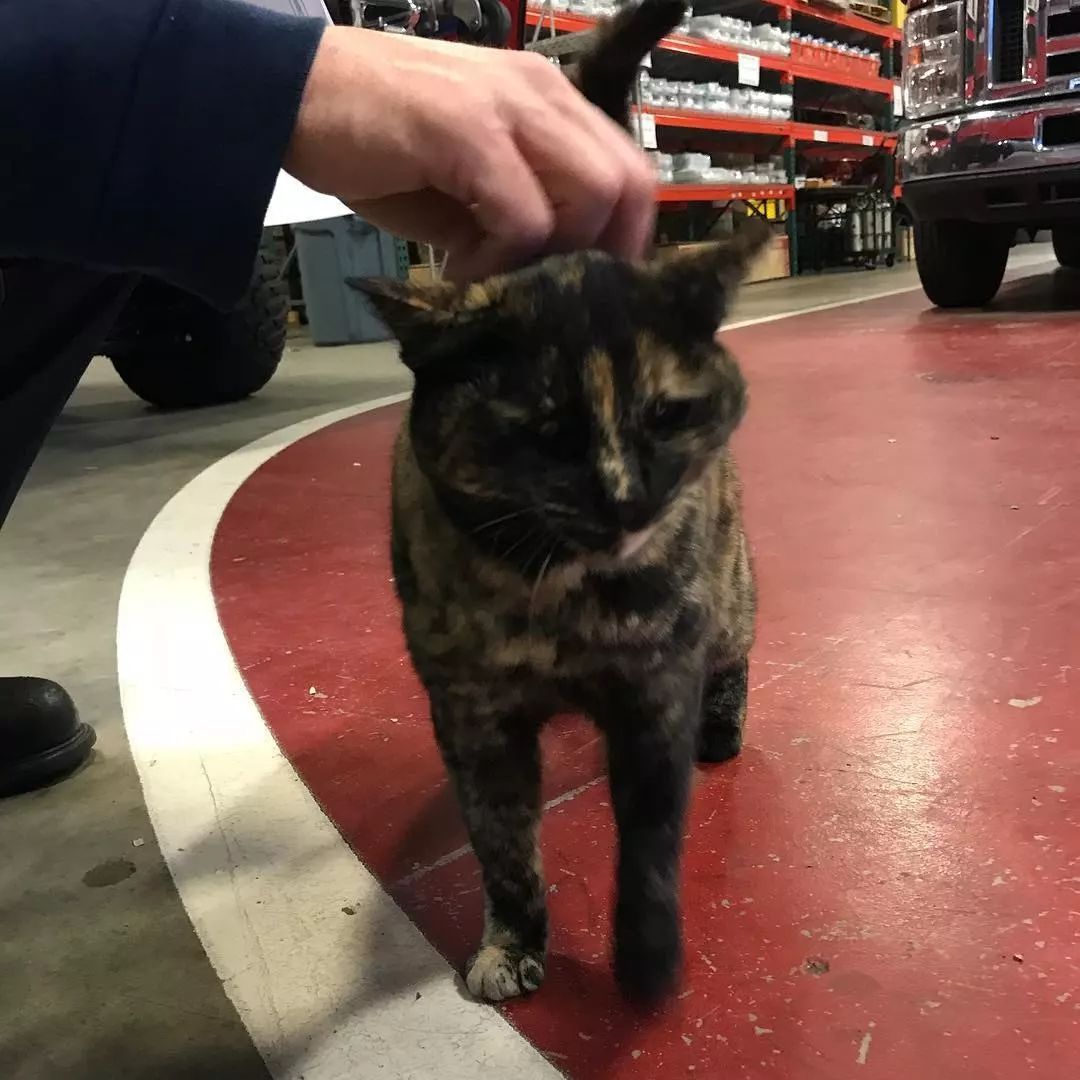 消防局的猫遭匿名投诉,消防员联合写信替它求