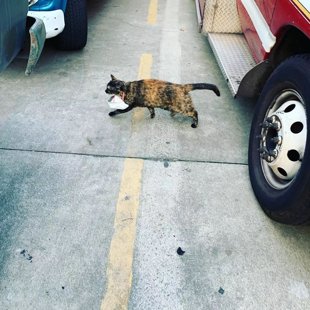 消防局的猫遭匿名投诉,消防员联合写信替它求