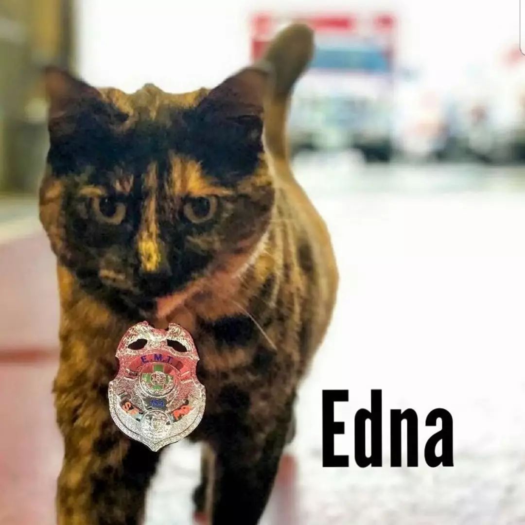 消防局的猫遭匿名投诉,消防员联合写信替它求