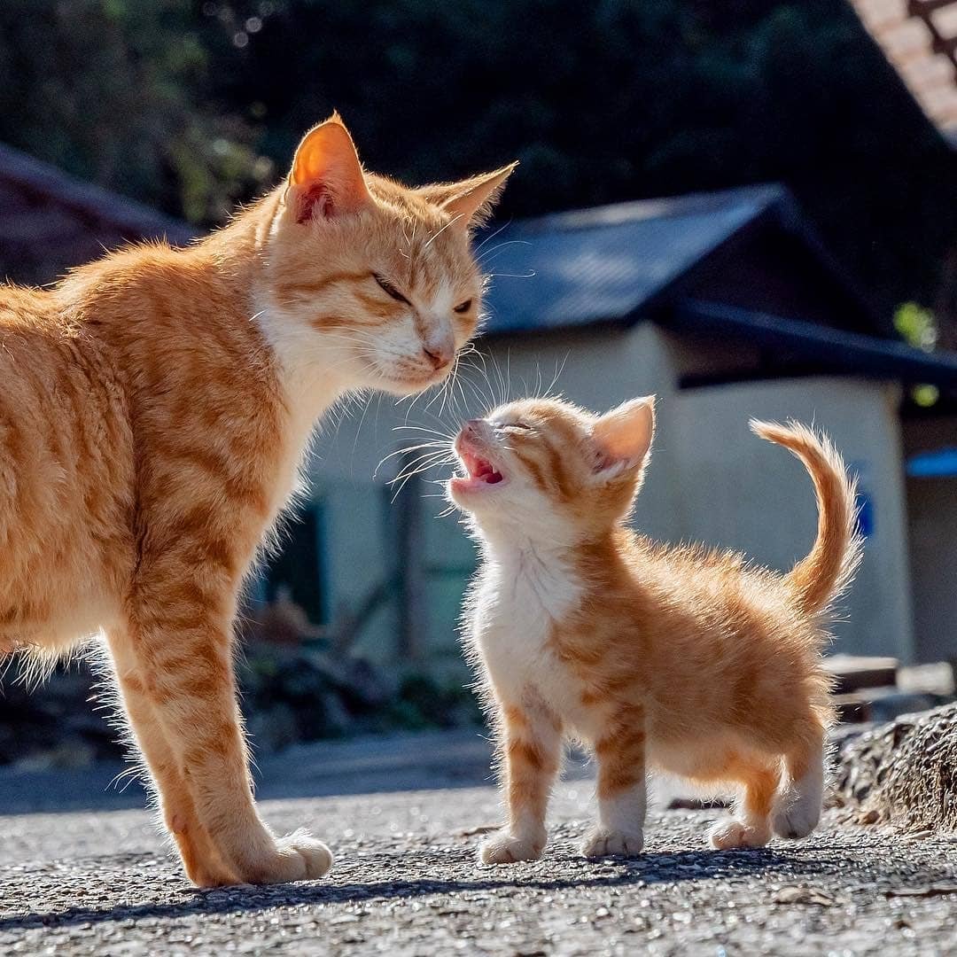 日本猫岛上大佬们的悠闲时光(ins: simabossneko)