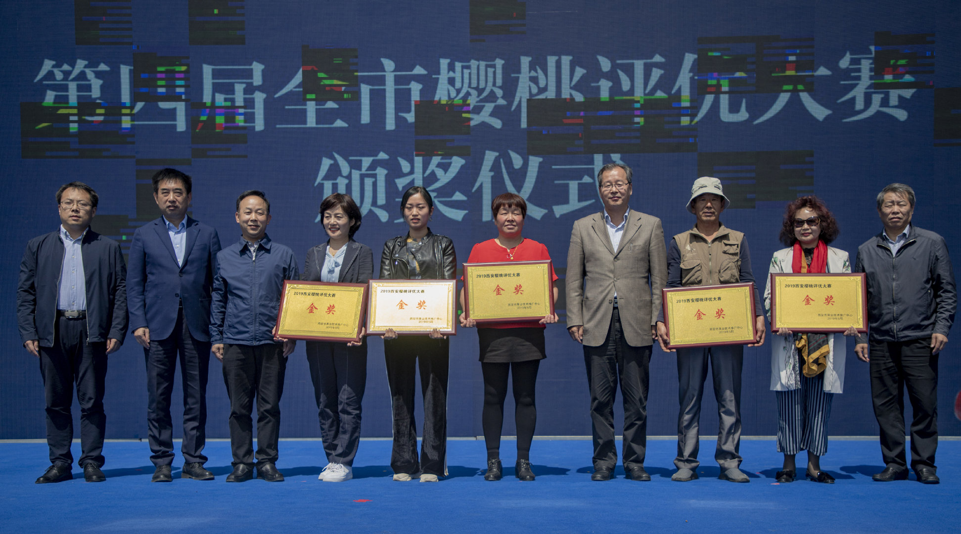 2019灞桥樱桃采摘文化旅游节启幕 樱桃红了只等你来