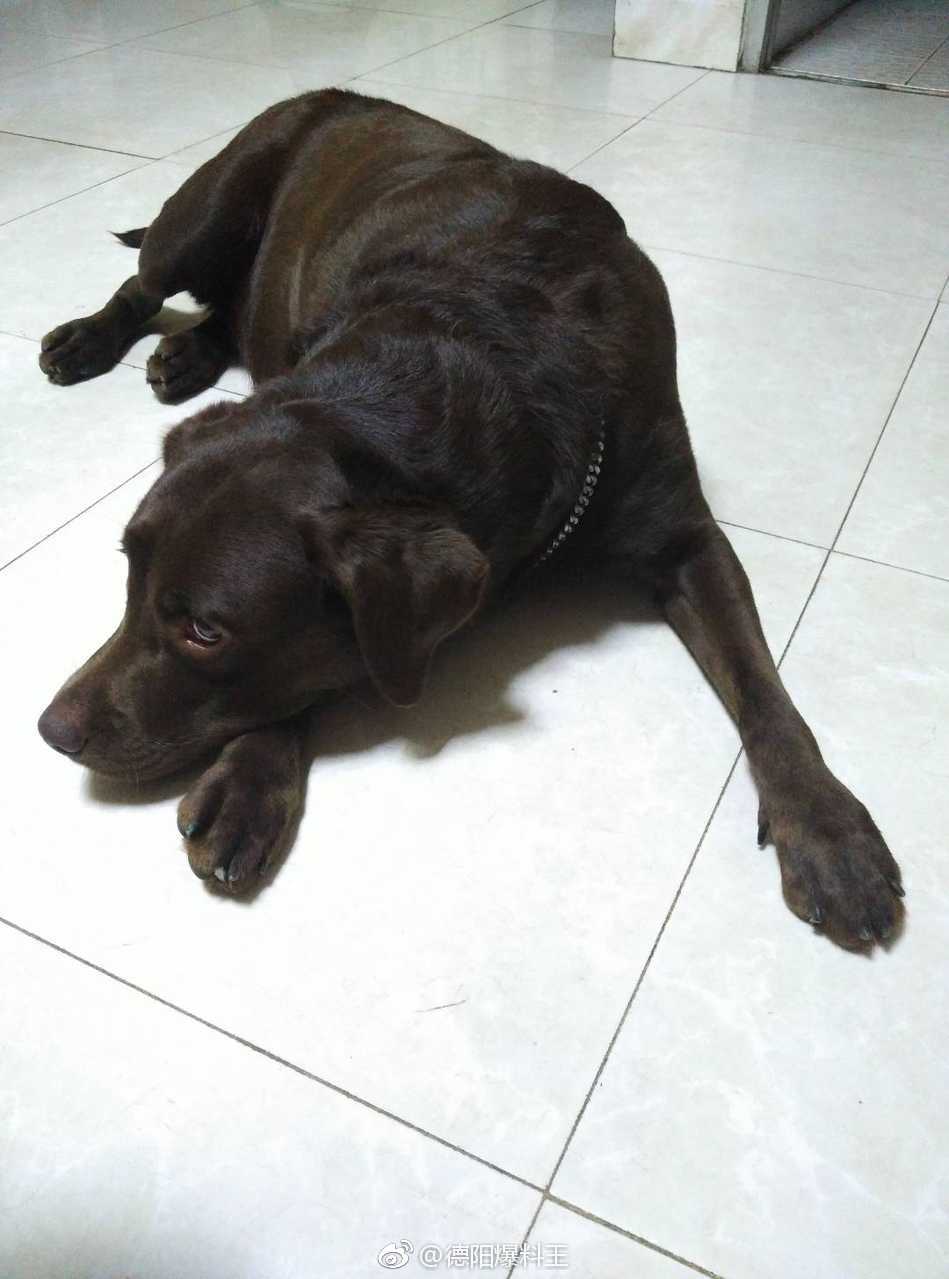 说:拉布拉多犬,六岁,咖啡色母狗狗,名字叫奶油