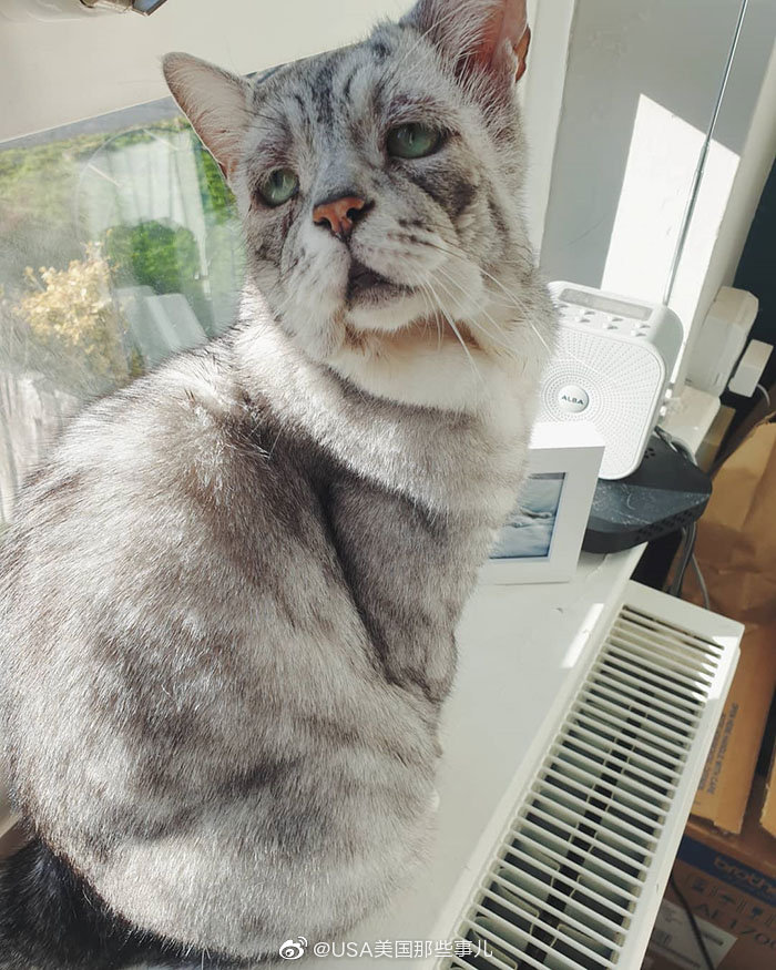 英国一只猫咪患有“埃勒斯当洛斯综合征”( EhlersDanlos syndrome)埃勒斯洛斯综合征_新浪新闻