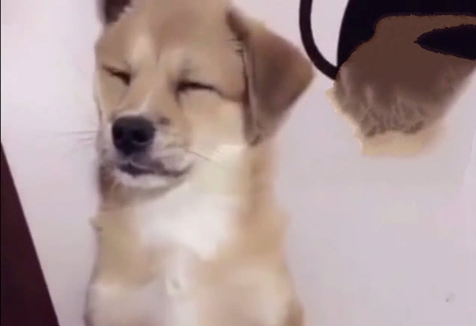 狗狗犯错不长记性,宠主把它罚站墙角里,狗狗直接化身表情包