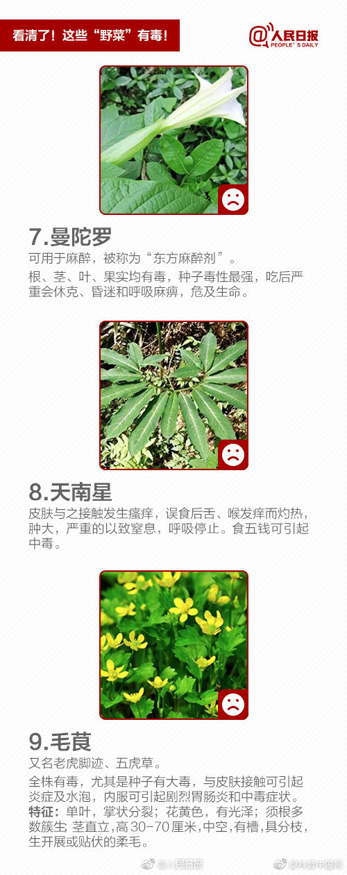提醒！“野菜”不能随便吃，有的能致命