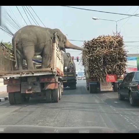 泰国网友拍到一辆载着大象的卡车，和一辆拉着甘蔗的车一起等红灯