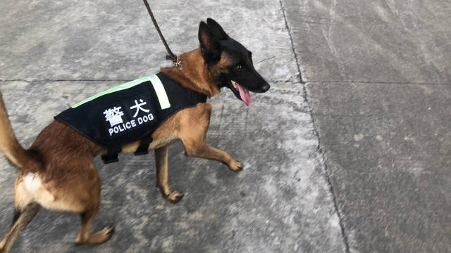 警犬ak:穿着我的小背心,举着我的小天线留下不文明的小标记