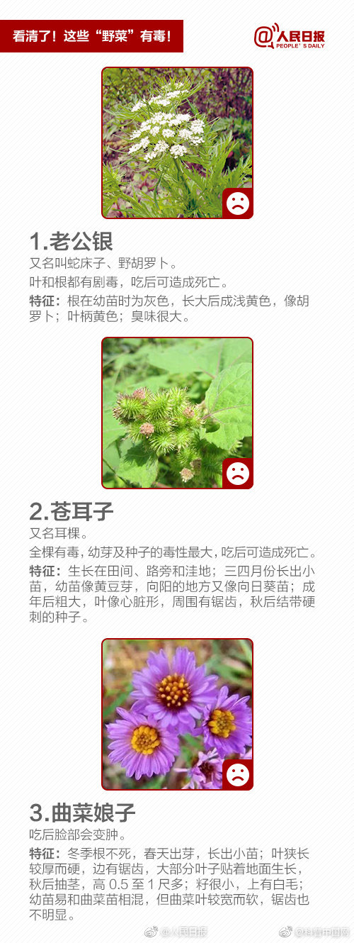 提醒！“野菜”不能随便吃，有的能致命