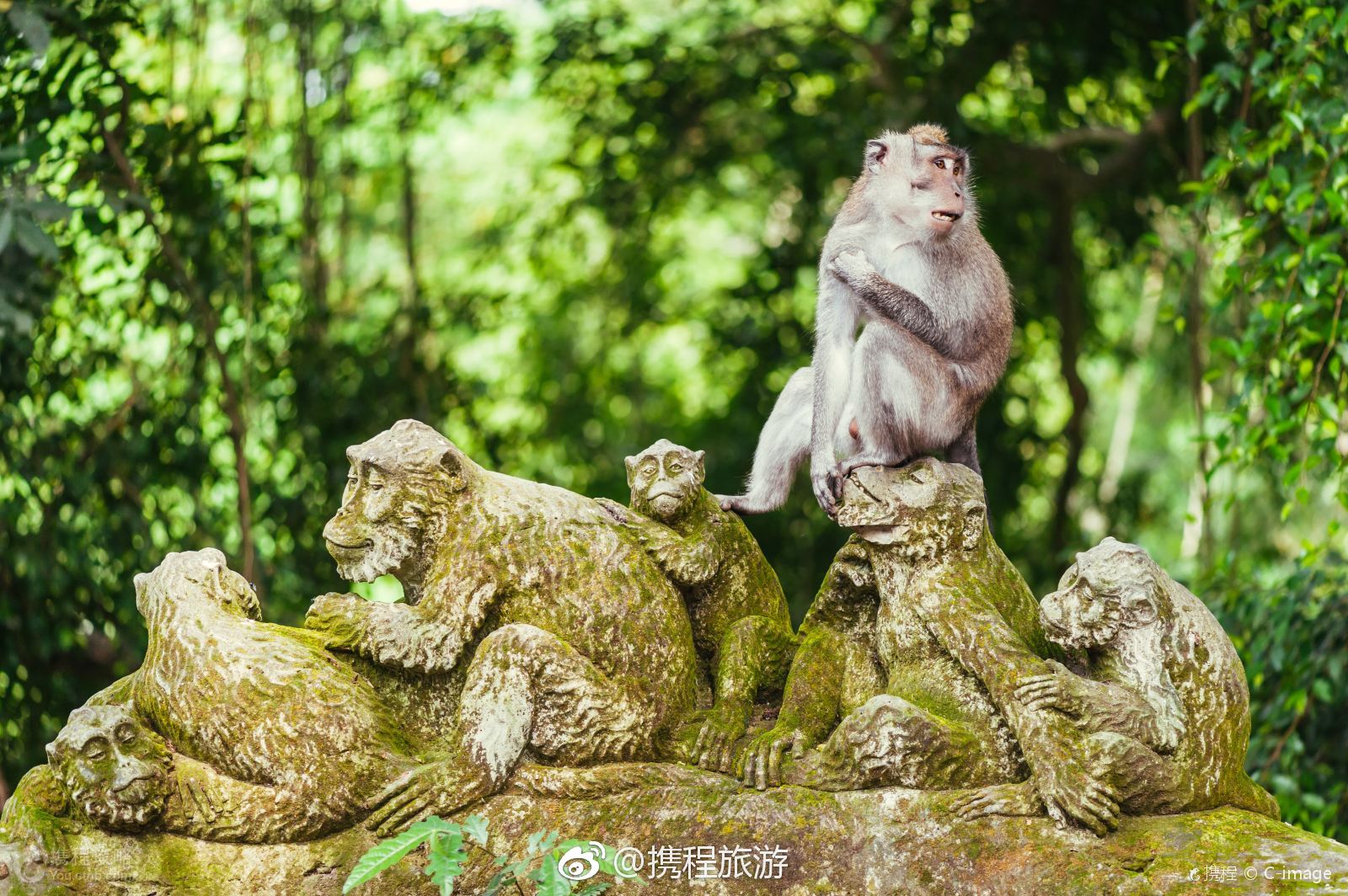 印度尼西亚巴厘岛乌布神圣猴林寺庙屋顶上的猴子。印度尼西亚巴厘岛乌布猴林寺庙屋顶上的猴子风景名胜免费下载_jpg格式_2656像素_编号 ...