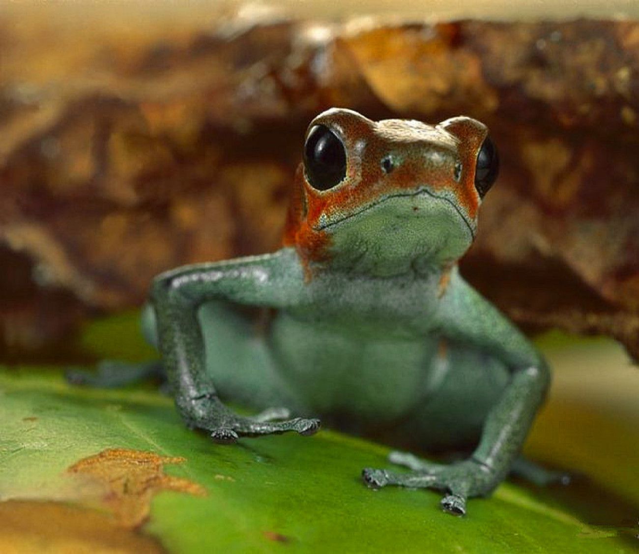 毒动物箭青蛙的毒物 库存照片. 图片 包括有 照亮, 异乎寻常, 种类, 本质, 危及, 五颜六色, 密林 - 21687904