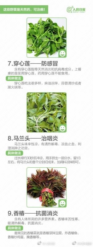 提醒！“野菜”不能随便吃，有的能致命