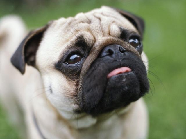 当巴哥犬中暑和过热时,可以用湿毛巾包裹,使用干净的水。如果它呼吸困难,试着在它的鼻子上喷洒柠檬汁,这样可以减少巴哥犬鼻子里的粘液分泌,让它呼吸顺畅。如果没有,应该尽快送往医院。巴哥犬最初的外表给人一种憨厚、可爱和胖乎乎的感觉。狗就像孩子。它们越胖,越可爱。当然,如果每天吃得不好,睡得不好,它肯定会瘦的。如果你想一直养一只又圆又强壮的巴哥狗,你不能饿着他,然后每天吃营养丰富的食物,合理地锻炼身体。