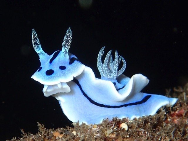 漂亮的海蛞蝓们(sea slug).