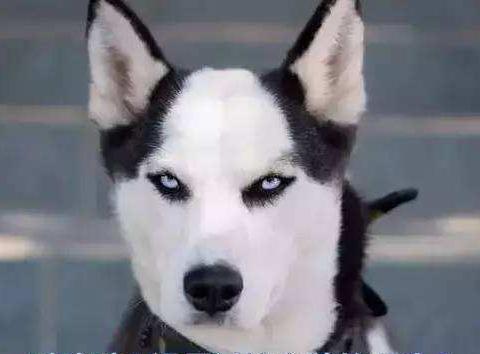 主人自行在家给二哈剃毛,二哈宁死不屈,下一秒二哈的表情笑翻人