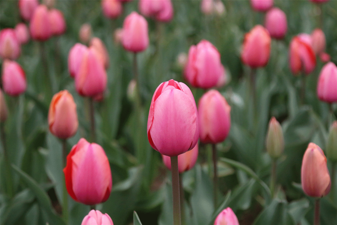 看一个就沉醉!听花开声音,见最美花海!