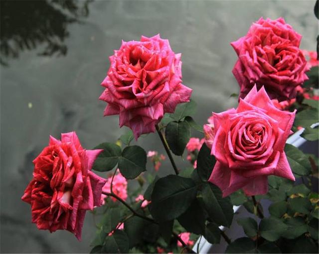 月季花的种子是什么样子的