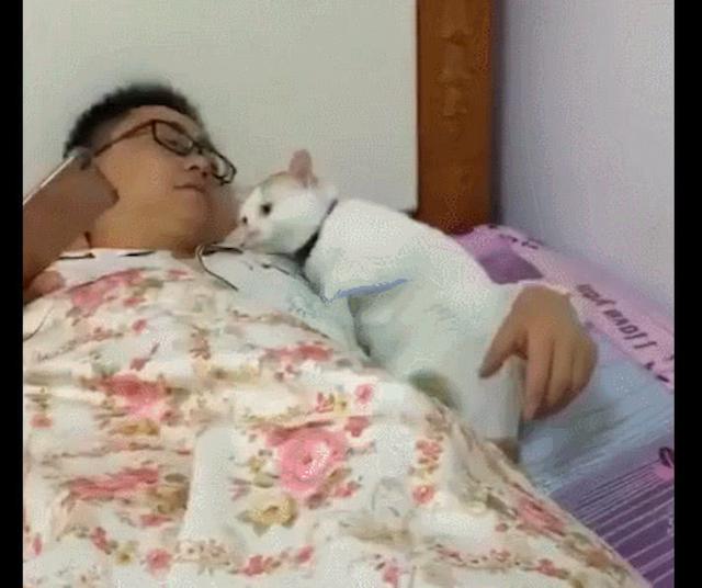 主人在床上休息,猫咪看见后直接躺进他的怀抱里,好像女朋友啊!