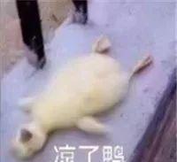 使用车衣被扣12分罚200元！车衣还能不能用了？