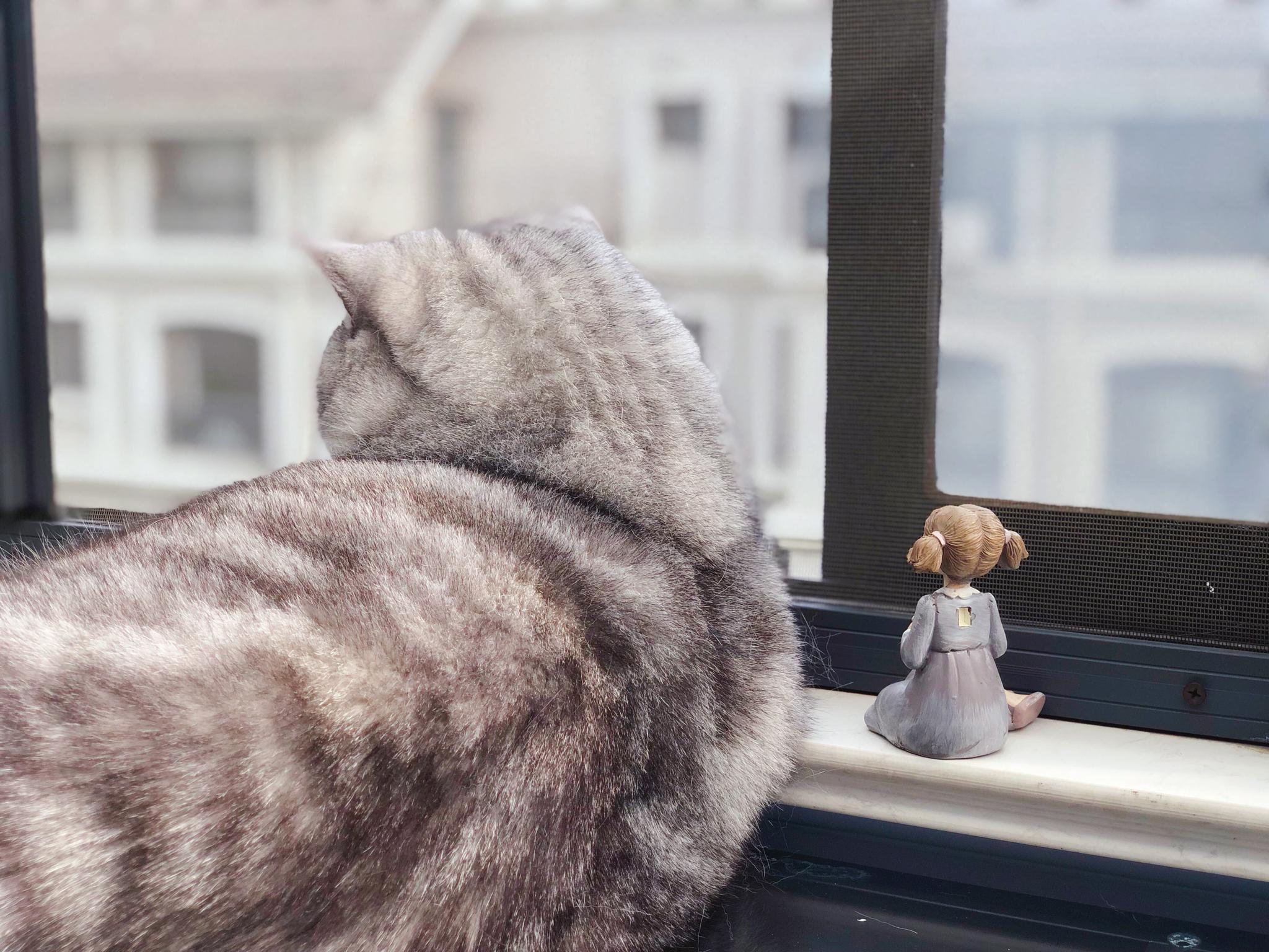 胖猫和瘦猫在聆听窗外的小鸟吟唱，春天真美好！|猫|小鸟_新浪新闻