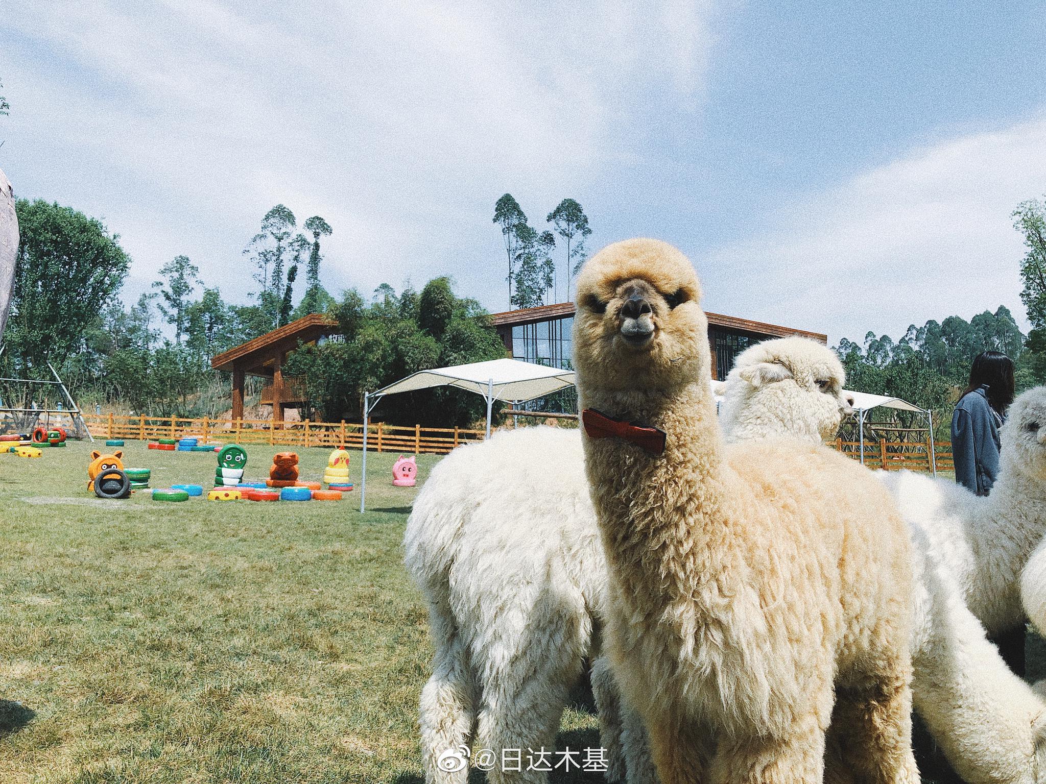 1在成都也可以看到这么多的羊驼2草泥马应该是世界|草泥马|羊