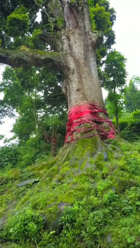 贵州大山里的千年金丝楠木树,人站在树下显得很渺小