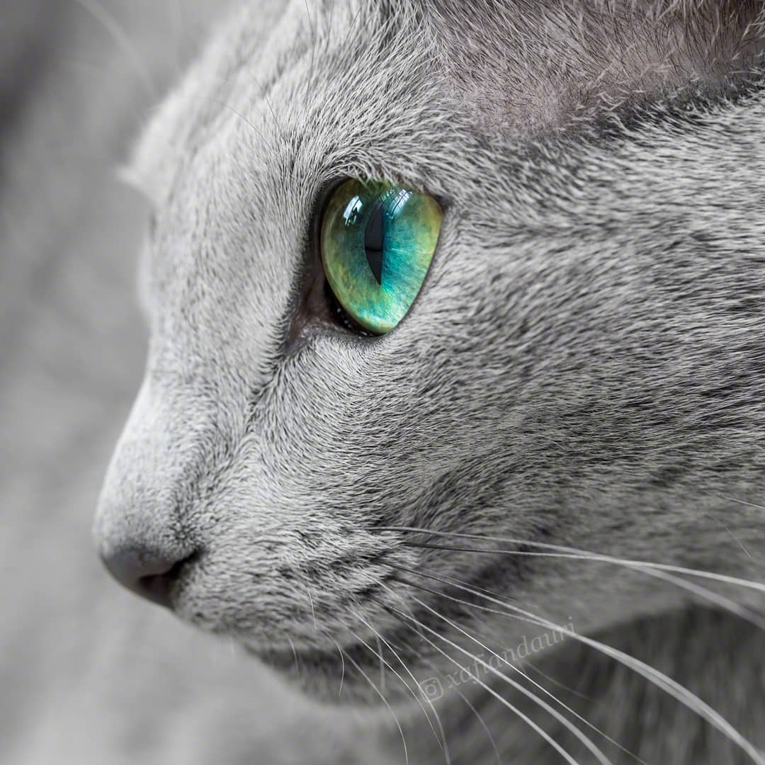 俄罗斯蓝猫两姐妹xafi和auri,碧绿的眼睛像莹润透亮的