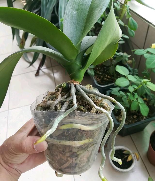 当然是要的,一般蝴蝶兰常见的换盆原因有,分株换盆,烂根换盆,定期检查