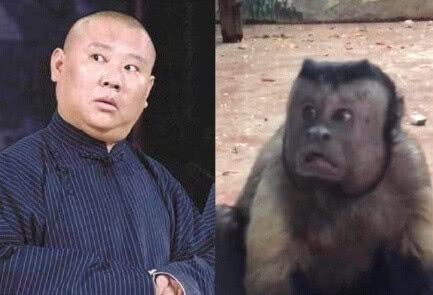 猴子长成国字了吗