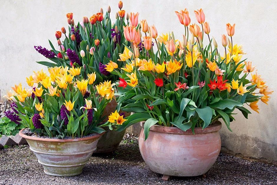 秋天在花盆里种郁金香种球，轻松养开花