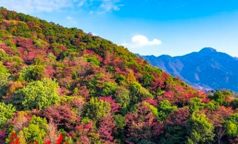 从化桂峰山3000亩红叶林让人陶醉