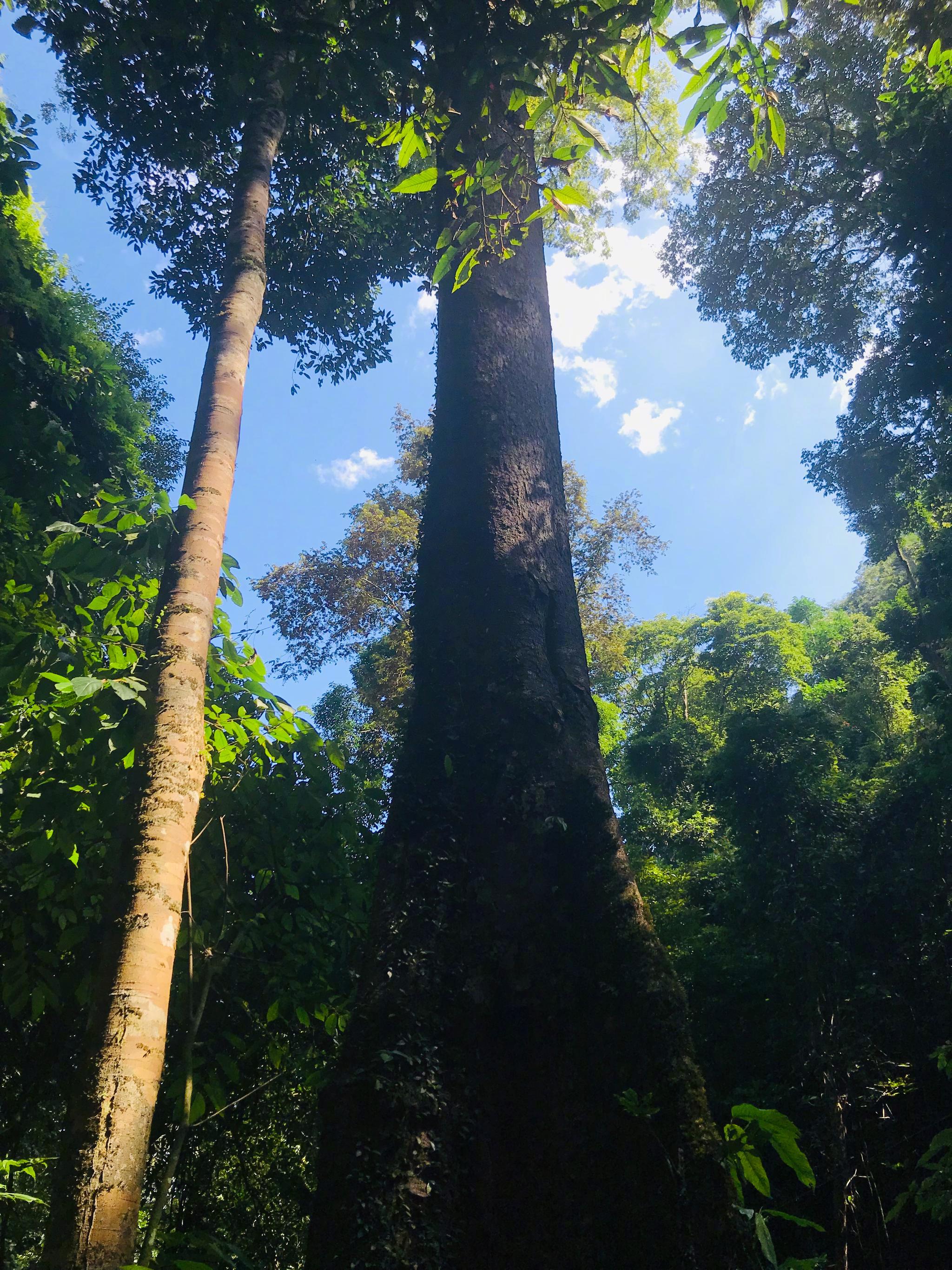 莫里热带雨林位于瑞丽市东北25公里瑞丽江国家级风景名胜区内