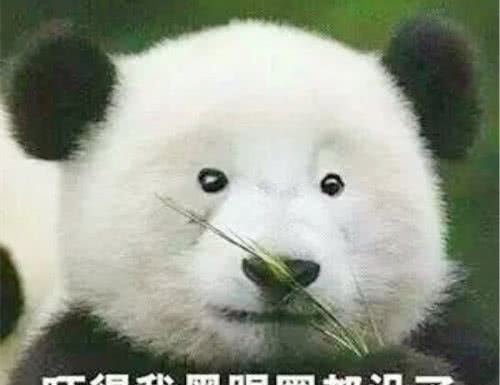 大熊猫即使表情再凶狠,也是我心中的小可爱,说实话,如