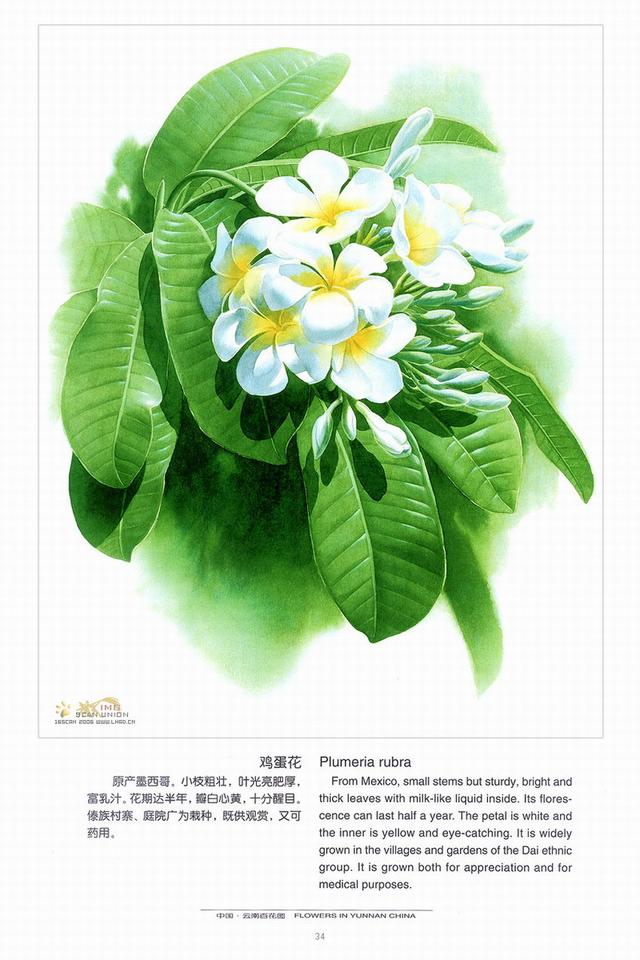 精美油画作品欣赏，曾孝濂《中国云南百花图》带花卉介绍（上）