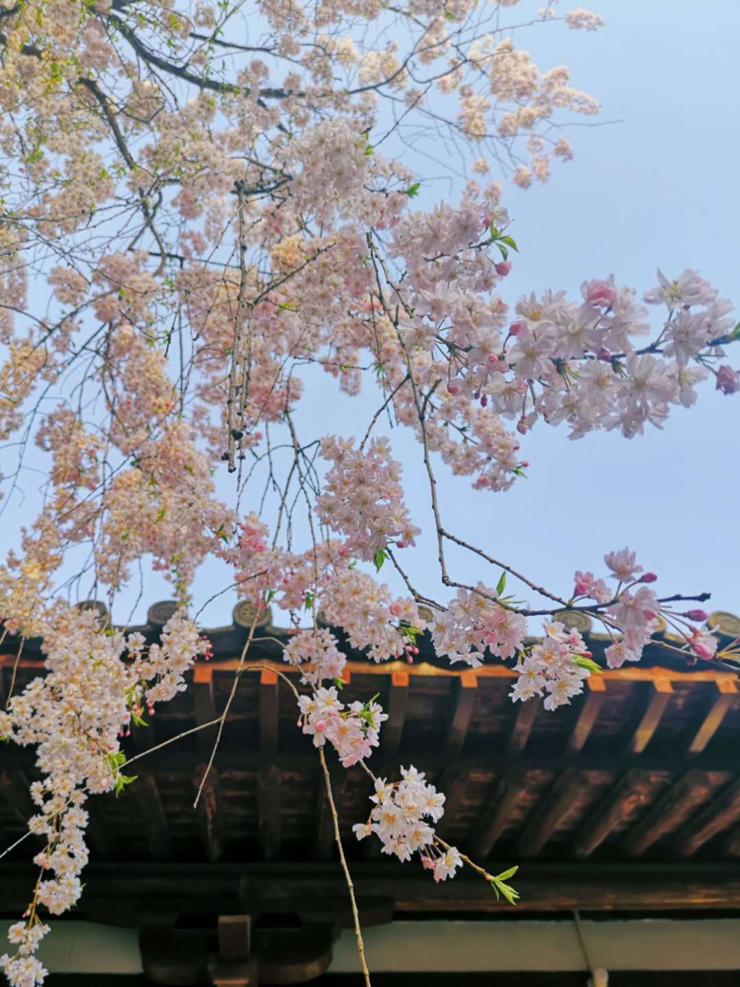 第三届雁塔国际樱花节启动 樱花大巴巡游开启春游新玩法