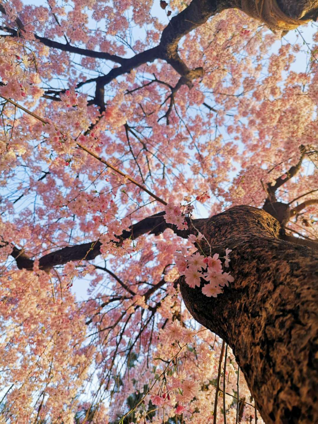 第三届雁塔国际樱花节启动 樱花大巴巡游开启春游新玩法