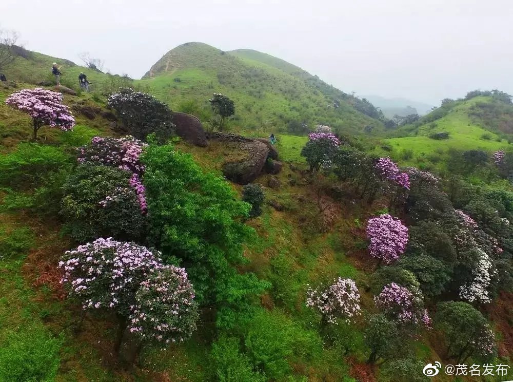 鸡笼顶的杜鹃花又盛开了