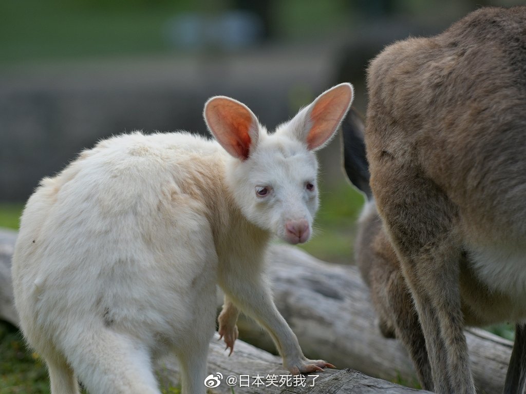 金泽动物园里的刚出生不久的小袋鼠ルー